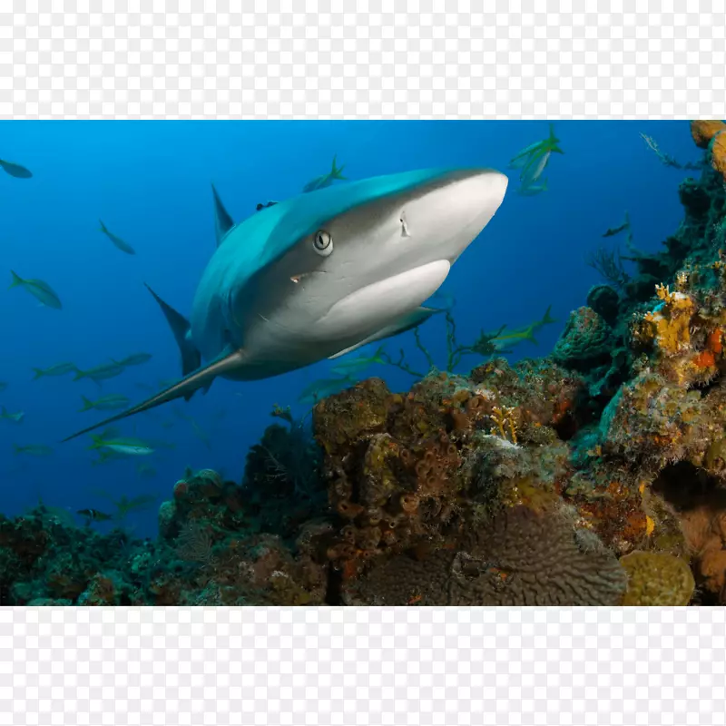 虎鲨、珊瑚礁鱼、加勒比海礁鲨-鲨鱼
