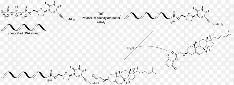 化学修饰胆固醇DNA核酸酰胺