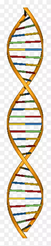 DNA核酸结构的分子模型
