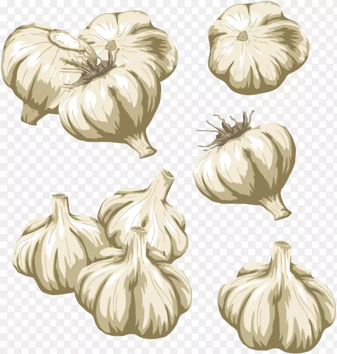 蔬菜大蒜剪贴画-蔬菜