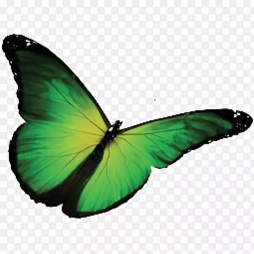 蝴蝶免费摄影绿蝴蝶