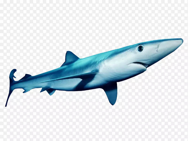 虎鲨大白鲨角型蓝鲨安魂曲鲨鱼