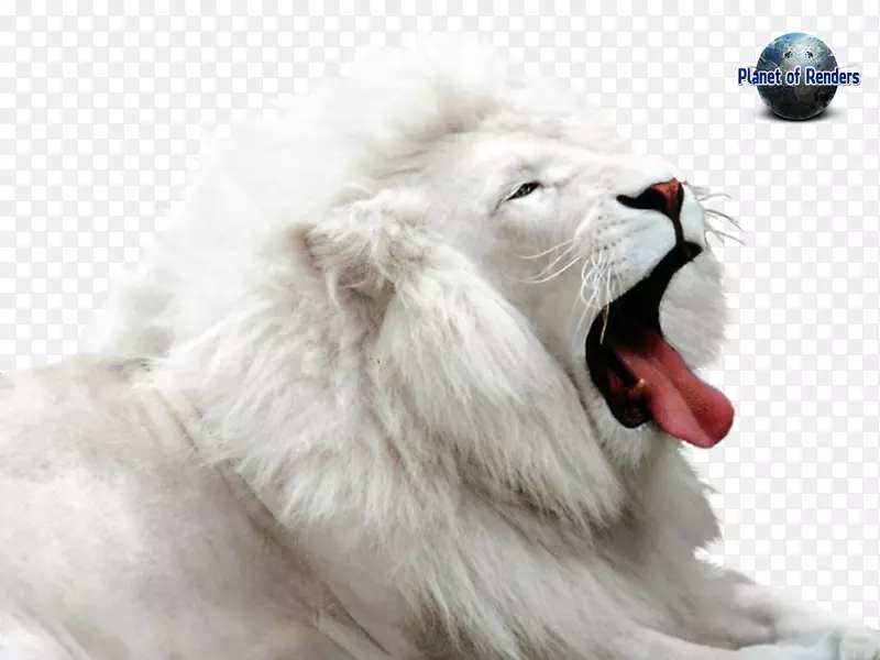 白狮豹美洲狮