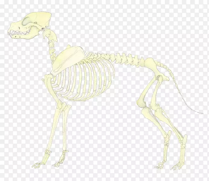 食肉关节骨骼尾部动物骨骼