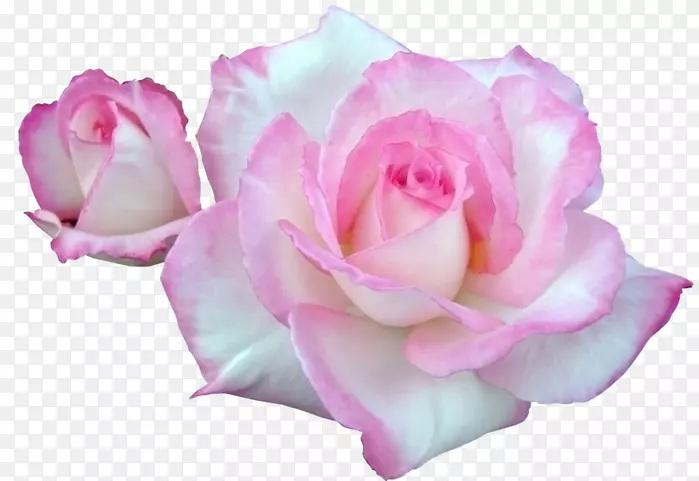 花园玫瑰、蜈蚣玫瑰、粉色花卉