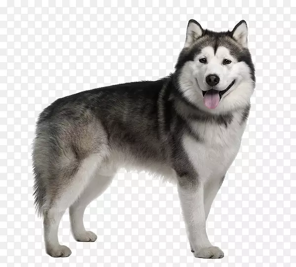 阿拉斯加马拉默特西伯利亚哈士奇犬品种哈士奇