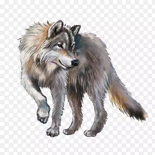 灰狼版税-免费绘画