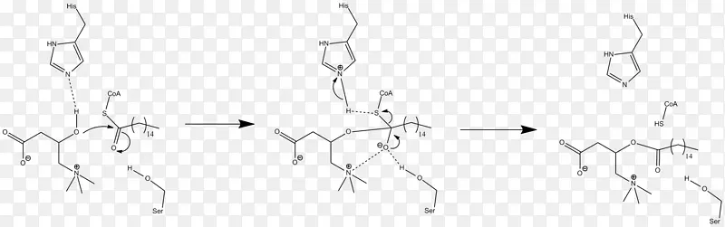 肉碱棕榈酰转移酶Ⅱ肉碱-酰基肉碱转座酶酰基转移酶