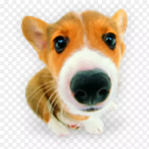 小狗彭布罗克威尔士科吉志查拉布拉多猎犬计算机图标-小狗