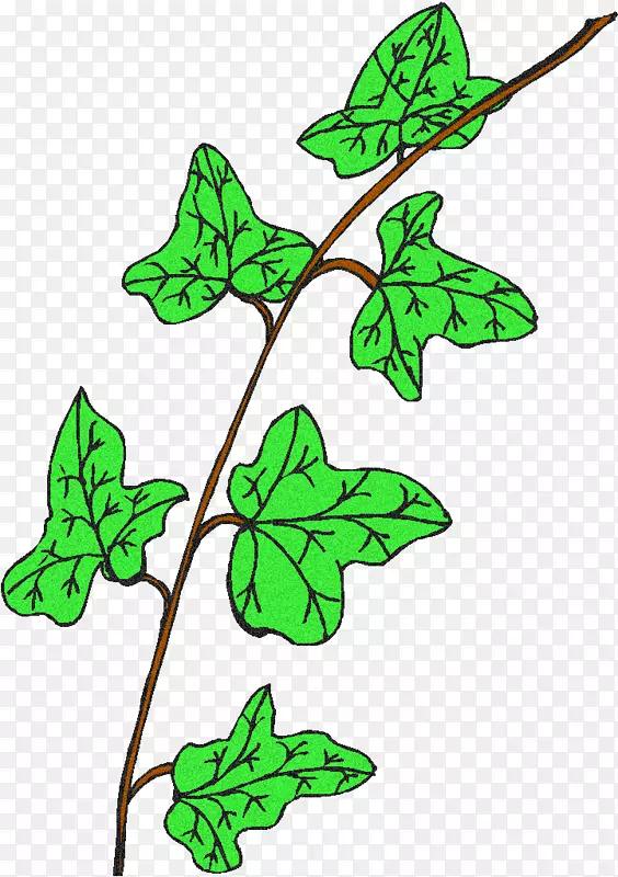 叶植物茎开花植物线状剪贴画叶