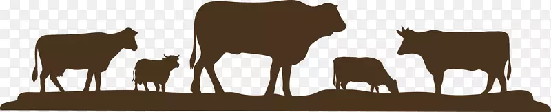夏洛来牛、肉牛、饲养商品链集约化畜牧