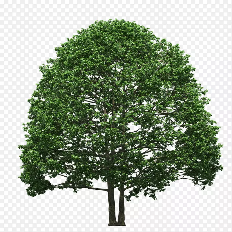 40棵松树常绿树