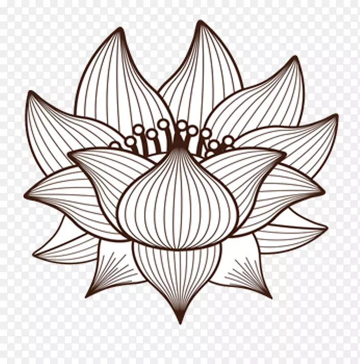 绘制nelumbo nucifera.设计