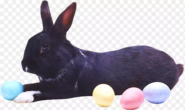 兔子，复活节兔子，安哥拉兔，兔子