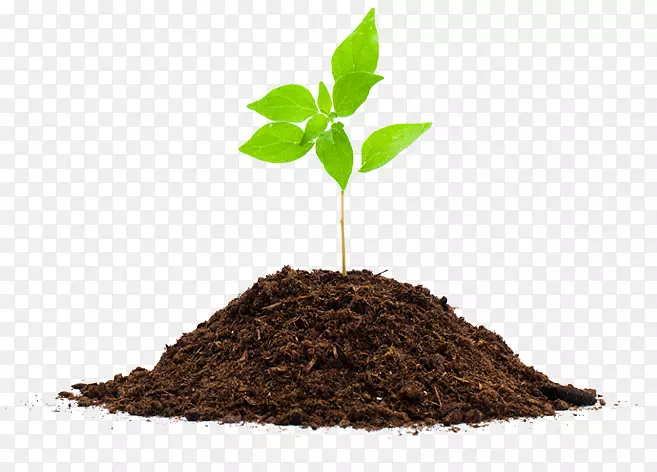 苗木土根堆肥植物