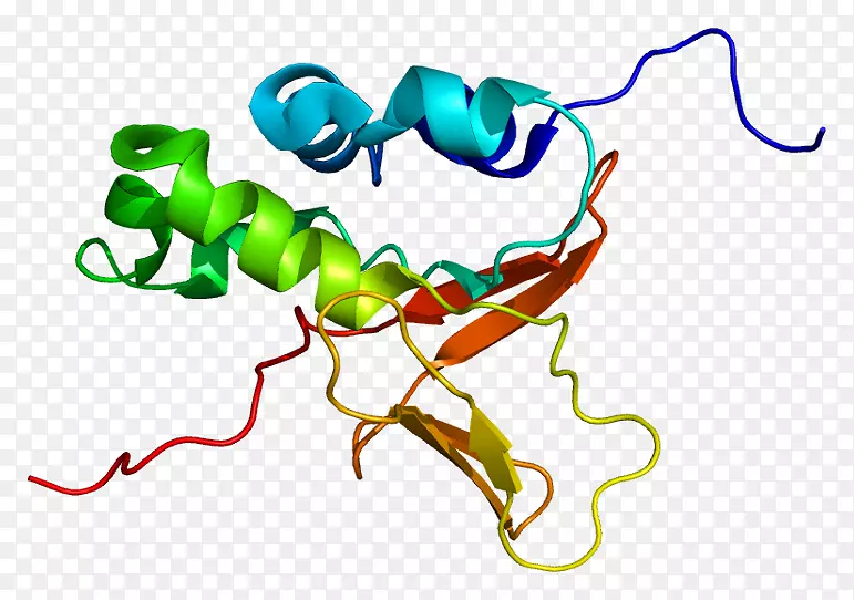 转化生长因子β蛋白