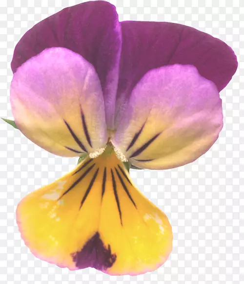 潘西接手紫花瓣近身紫罗兰