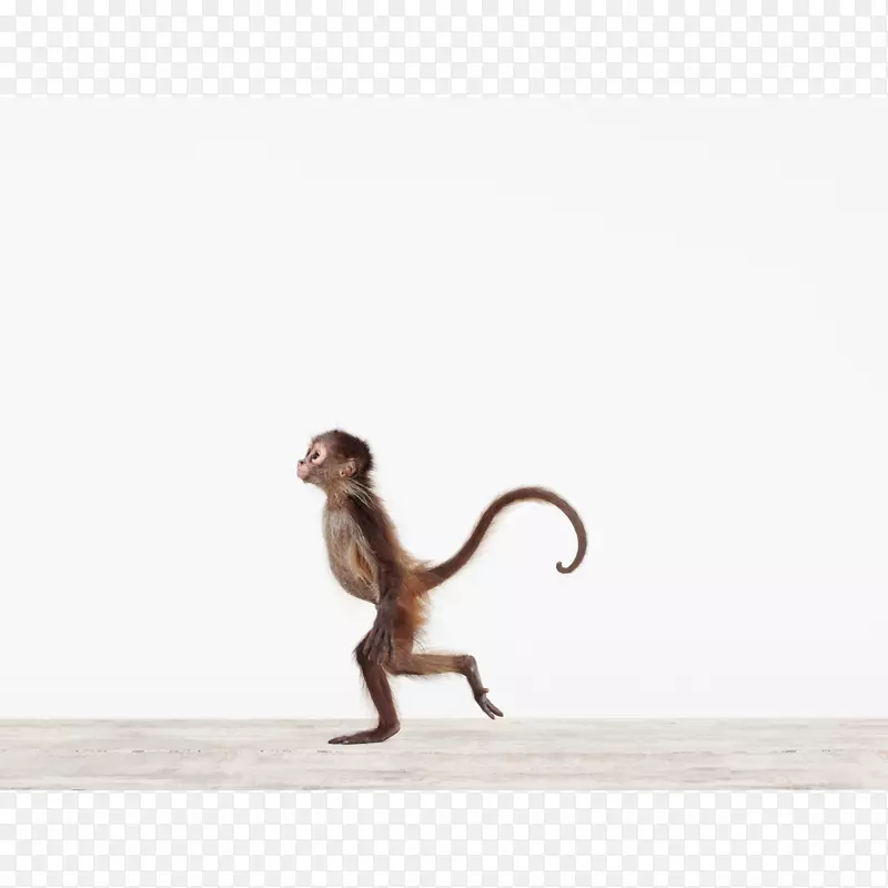 动物印猴艺术纸-猴子