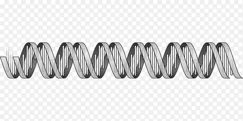 核酸双螺旋DNA核酸序列生物学