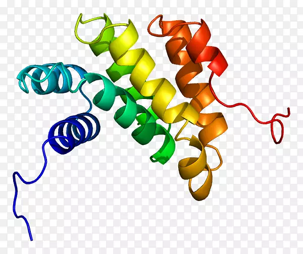 pdcd 4蛋白基因tafazzin oncomir