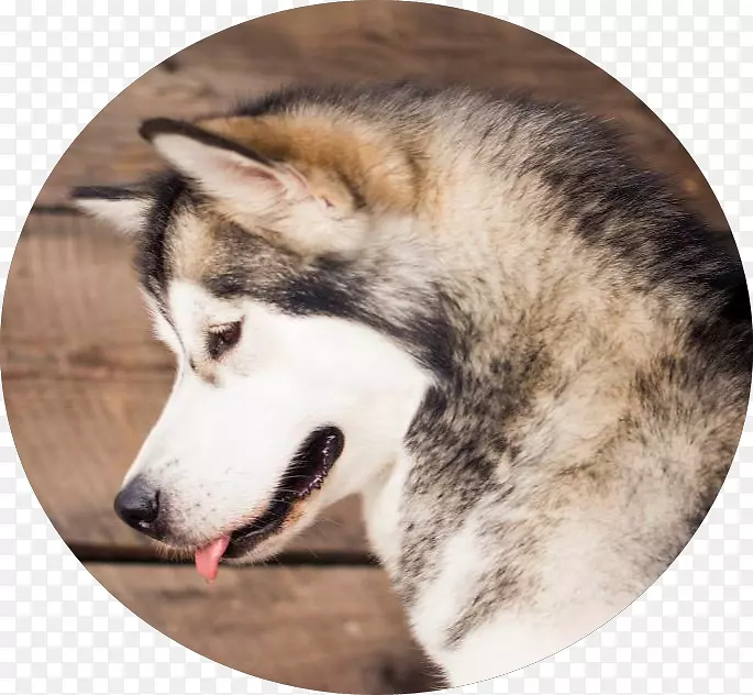 西伯利亚哈士奇库页岛哈士奇塔马斯克犬阿拉斯加马拉威加拿大爱斯基摩犬