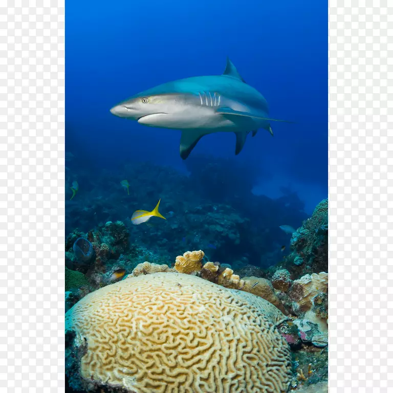 珊瑚礁鱼脑珊瑚鲨-鲨鱼