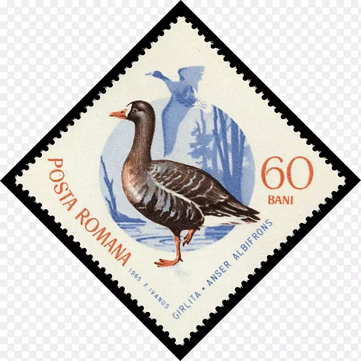 鸭鹅斯贝特拉0邮票-鸭