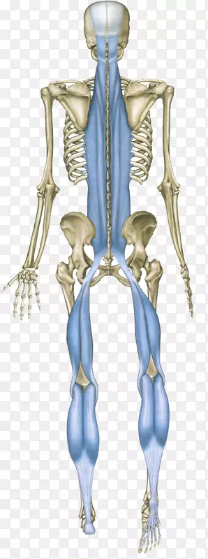 解剖训练：手部和运动治疗师的肌筋膜经络，人体背部，唯一的人体-。