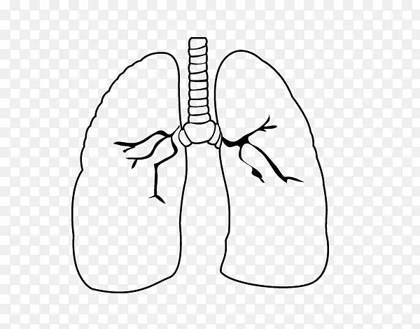 肺绘图心脏着色手册循环系统-心脏