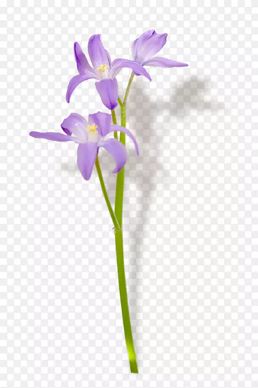 名称紫罗兰切花假日植物茎紫罗兰