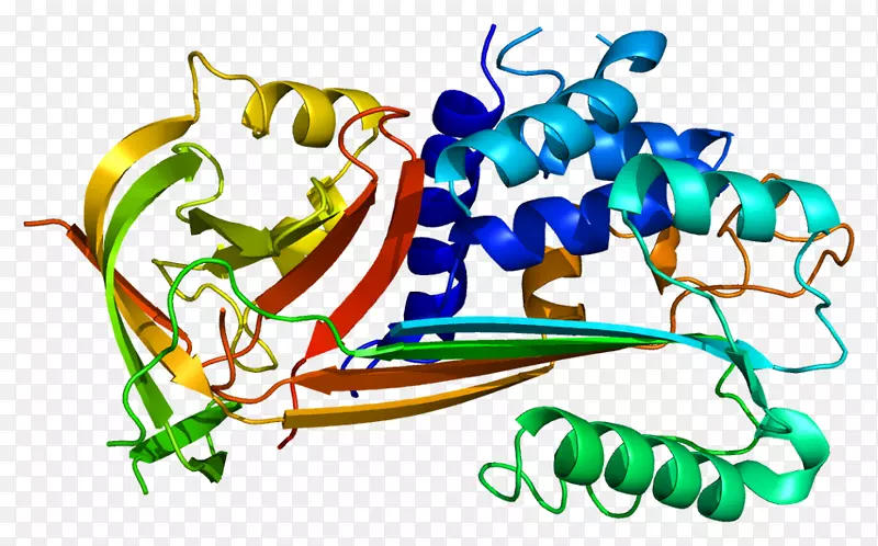 纤溶酶原激活物抑制剂-2纤溶酶原激活物抑制物-1 serpin