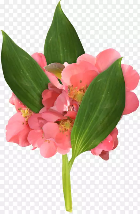 切花绣球花设计-花卉