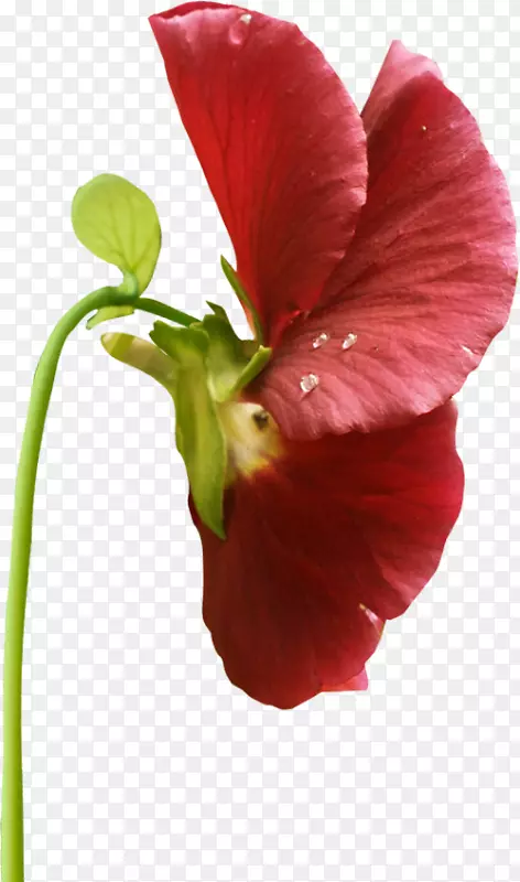花潘西紫罗兰花园玫瑰芙蓉-花