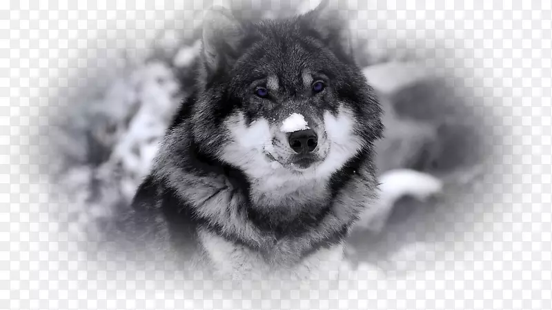 西伯利亚哈士奇黑狼非洲野狗阿拉斯加马拉米北极狼