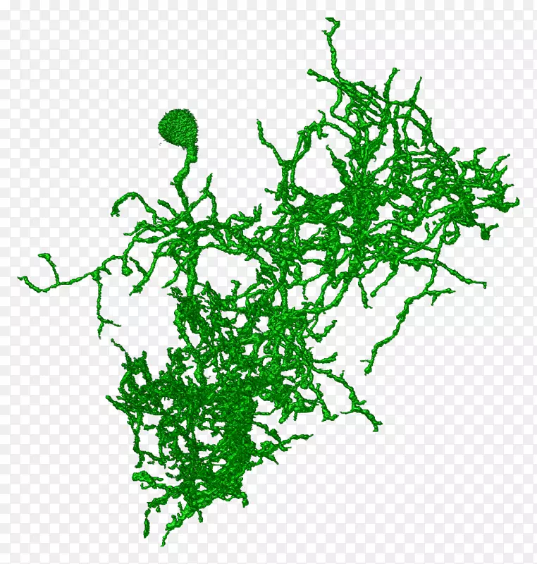 叶植物茎线分枝字形叶