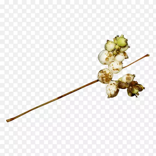 花卉植物广告植物图