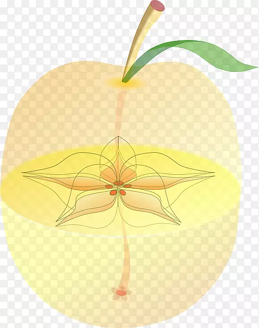 天堂苹果果肉解剖种子-苹果