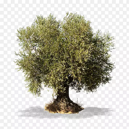 橄榄枝砧木摄影-橄榄
