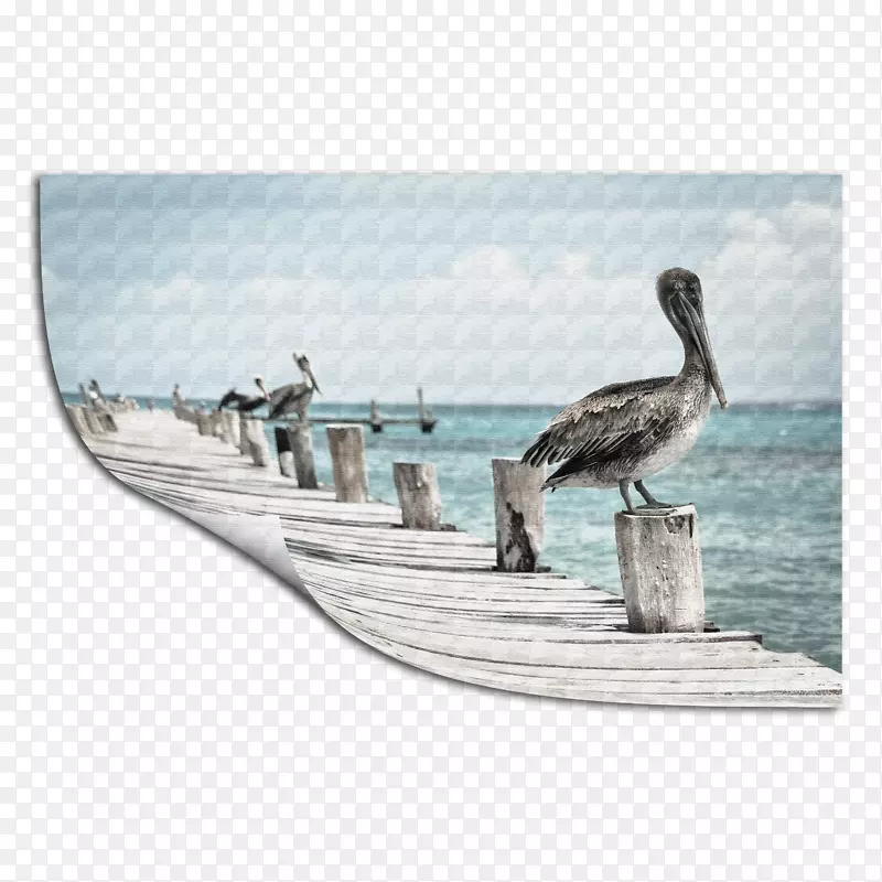 鸟湾海岸澳大利亚鹈鹕摄影印刷-鸟