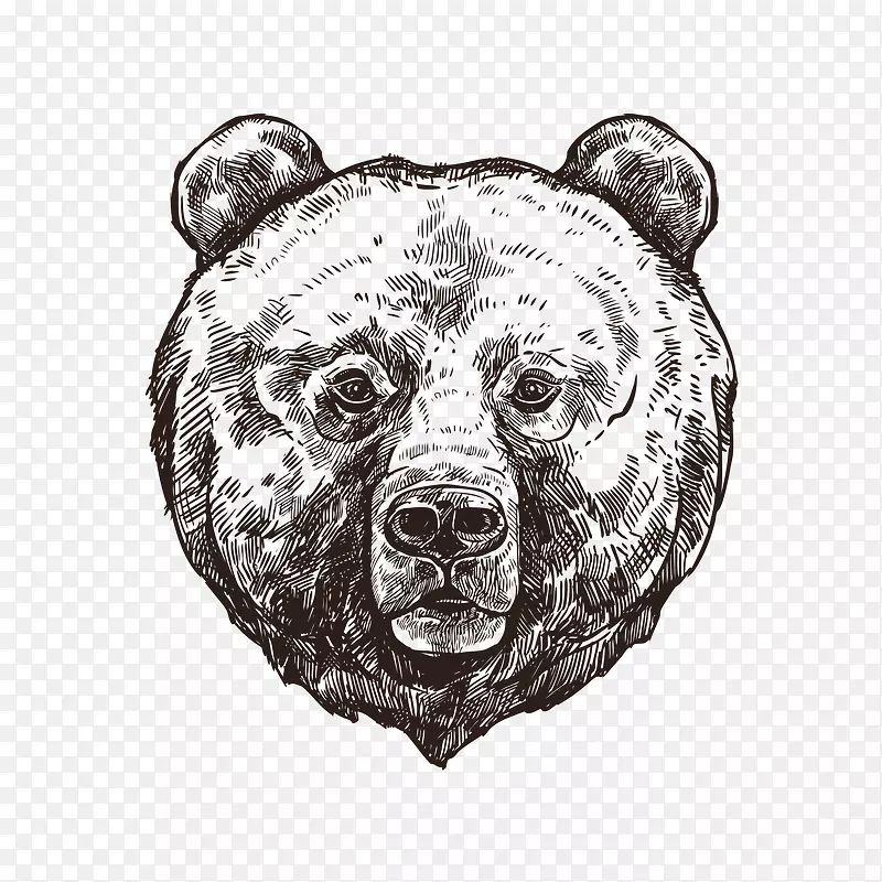 灰熊北极熊素描熊