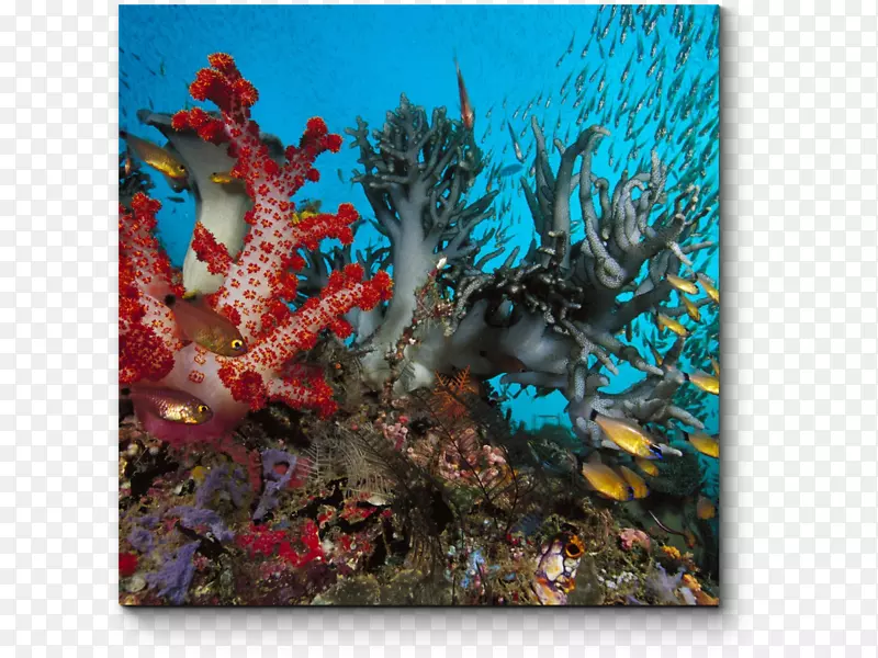 珊瑚礁水下深海生物海洋