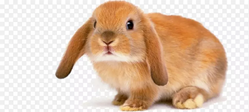 银狐兔，家养兔子，荷兰野兔