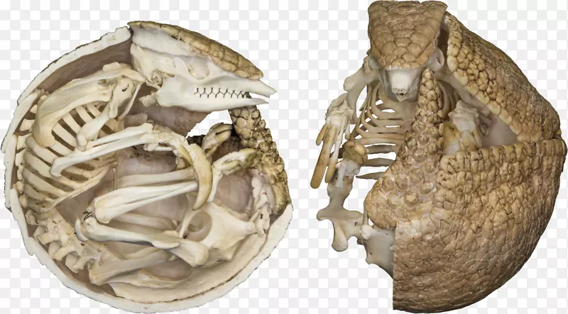 巴西三带鲤鱼骨架：骨质学博物馆-骨骼