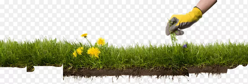 杂草防治草坪病虫害防治预发除草剂
