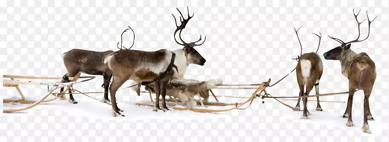 驯鹿雪橇圣诞驯鹿