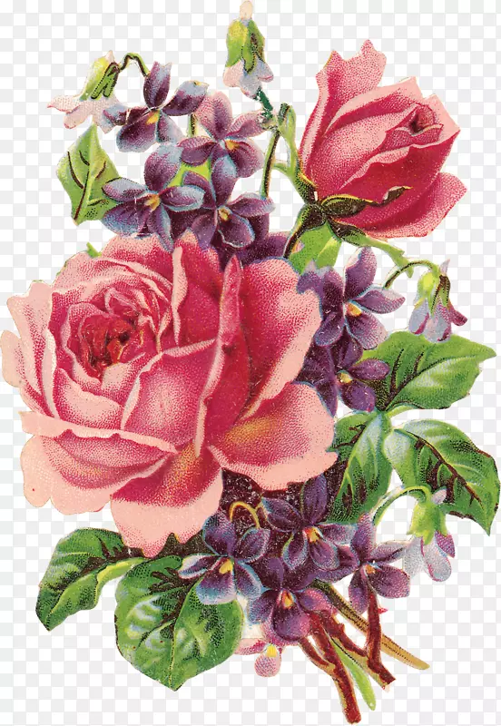 古典玫瑰：适合家居和花园的美丽品种紫罗兰花夹艺术-玫瑰。