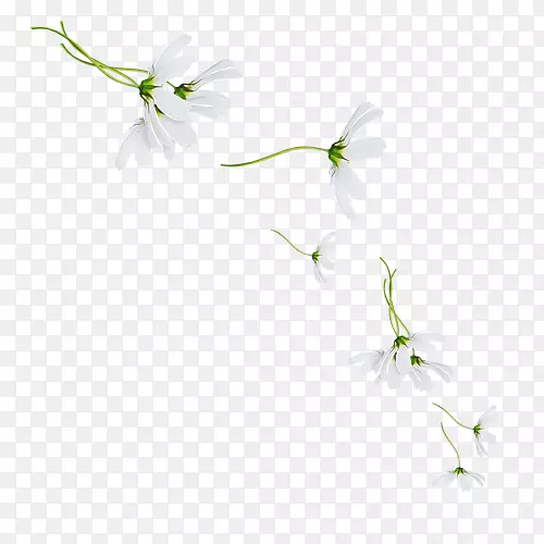 花瓣花卉设计小枝桌面壁纸植物茎叶