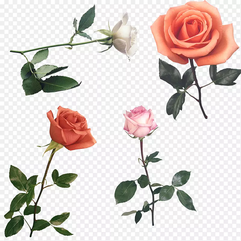 玫瑰低花多角形玫瑰