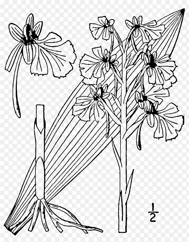 蝴蝶线艺术花卉设计切花-蝴蝶