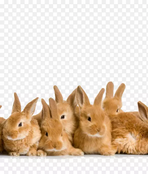 复活节兔子荷兰兔-复活节